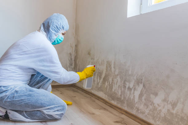 Licensed Basement Mold Remediation service in Hudson, FL - Car Mold Remediation