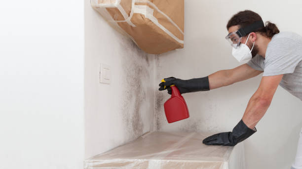 Professional Basement Mold Remediation technician working in Hudson, FL
