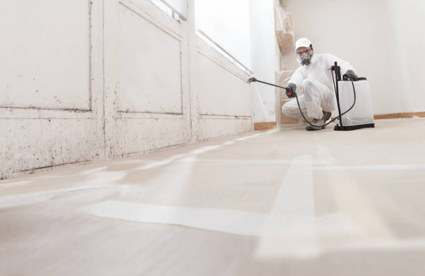 24/7 Emergency Basement Mold Remediation experts in Hudson, FL