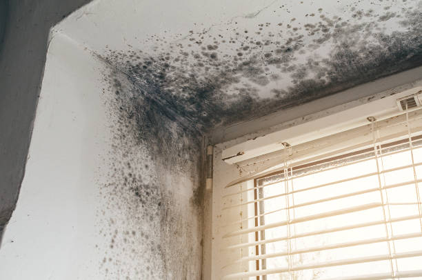 Affordable Basement Mold Remediation solutions in Hudson, FL