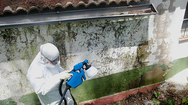 Top rated local Basement Mold Remediation specialists in Hudson, FL